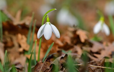  Galanthus 1269