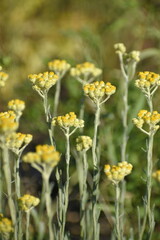 immortelle flowers in summer in the field.