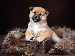 Cute funny shiba inu puppy on brown background