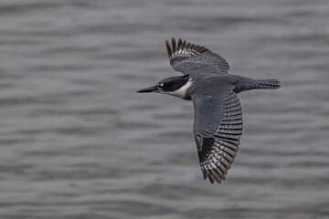 belted kingfisher (Megaceryle alcyon)