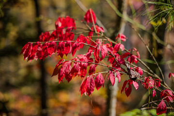 red maple leaves