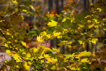 autumn leaves in the park