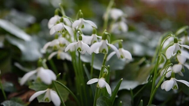 snowdrops in spring, close up in the nature. Selective focus and shallow depth of field.