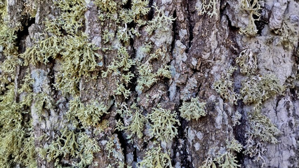 oak bark, tree bark texture
