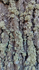 oak bark, tree bark texture
