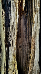 oak bark, tree bark texture
