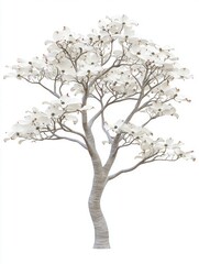 Finely Shaped Dogwood Tree with White Blossoms for Display Purposes