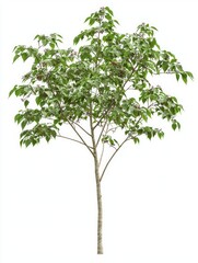 Obraz premium Realistic Elderberry Tree with Thin Branches and Green Foliage
