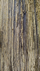 oak bark, tree bark texture
