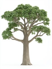 Majestic Lofty Sassafras Tree with Lush Green Foliage