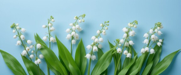 Delicate lily of the valley flowers placed against a soft blue background creating a serene and calming atmosphere