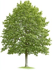 Obraz premium Robust Beech Tree Showing Muscular Growth with Lush Green Leaves