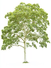 Obraz premium Symmetrical Beech Tree with Lush Green Foliage Isolated on White Background