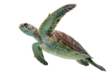 Hawksbill Sea Turtle isolated on white background. AI Generated 