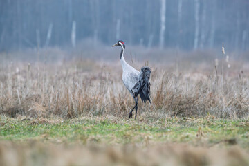 A crane in a meadow in early spring