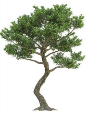 Detailed Yew Tree with Scaly Bark and Lush Green Foliage