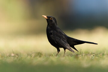 Eurasian blackbird aka the common blackbird or turdus merula is searching worms in the grass....