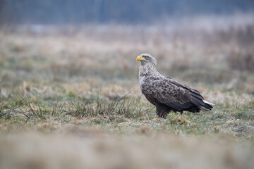 Adult white-tailed eagle in an early spring meadow
