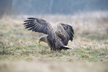 Obraz premium White-tailed eagle with wings raised