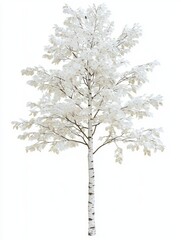 Fototapeta premium Slender White Poplar Tree with Pale Leaves Isolated on White Background