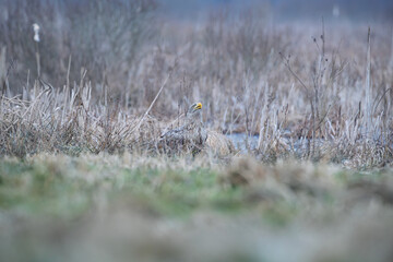 Obraz premium A white-tailed eagle hidden in the reeds on the bank of a floodplain