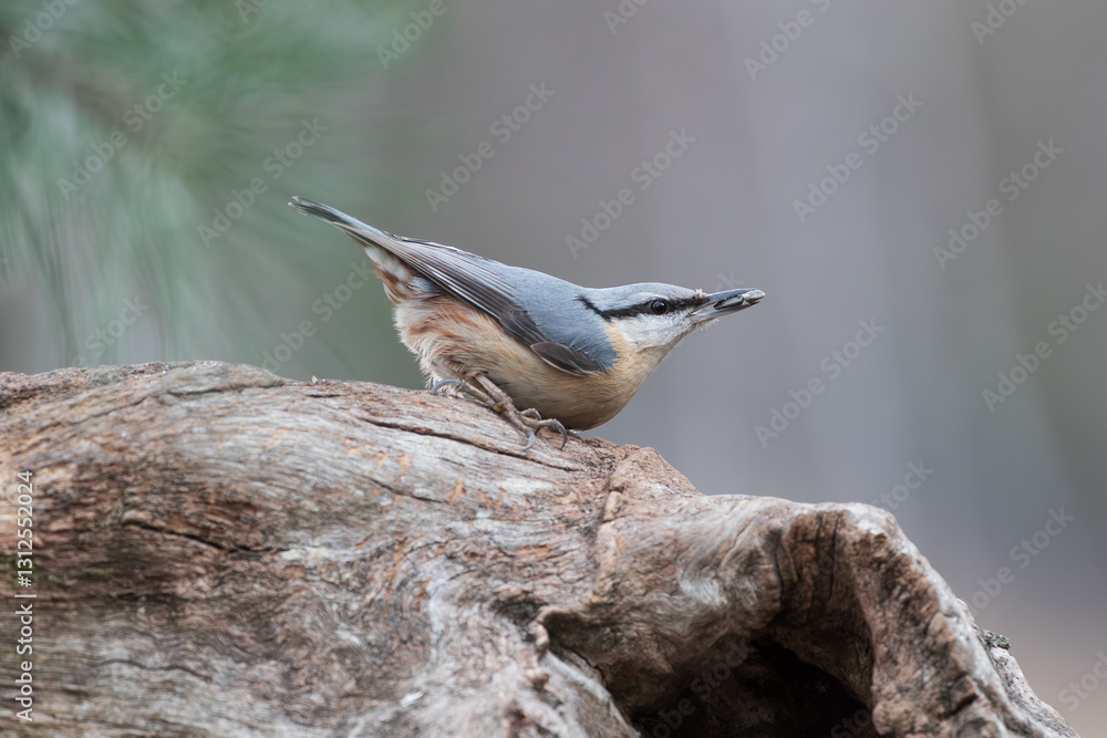 Wall mural a nuthatch with a grain in its beak on a tree trunk