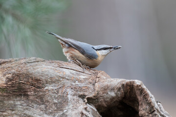 A nuthatch with a grain in its beak on a tree trunk