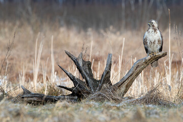 White buzzard on a stump against the background of reeds