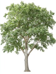 Obraz premium Wide Ash Tree with Ridged Bark and Abundant Green Leaves