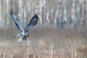 A beautiful, bright buzzard in flight against the background of reeds and forest