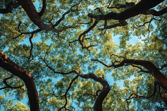 Majestic Canopy Lush Green Leaves Sunlight Summer Trees Nature Photography Outdoor Forest Branches Sky View High Angle View Tranquil Serene Peaceful  