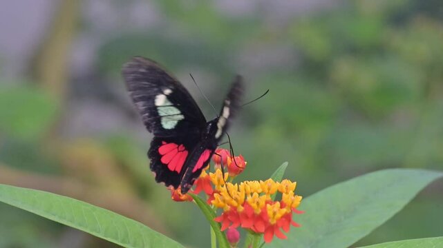 Arcas Cattleheart butterfly (Parides arcas - Central and South America) flapping its wings and feeding from flowers. [Slow motion x10] Captive
