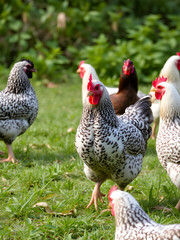 Fototapeta premium Meat-egg breed of chickens Houdan grazing outdoors in a green farm field. This large domestic bird with outstanding performance for private farms. Mottled Houdan Chicken Breed (Breeder Flock)