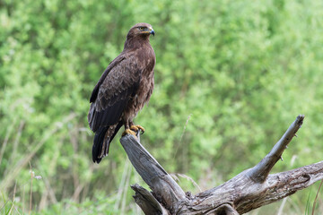 Lesser spotted eagle on a stump against the background of spring greenery