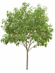 Compact Plum Tree with Lush Green Foliage on White Background