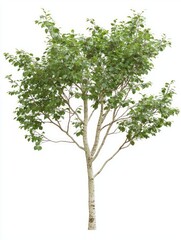 Multi-stemmed Alder Tree on White Background with Green Foliage