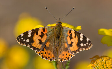 Colorful butterfly resting on vibrant yellow flowers in a sunlit garden during late spring