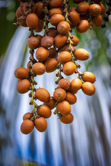 a bunch of fruits, moriche palm, Mauritia flexuosa