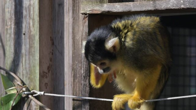 Black-capped squirrel monkey (Saimiri boliviensis - South America) scratching [Slow motion x] Captive