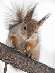 The squirrel sits on a branches without leaves in the winter or autumn