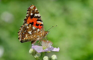   Vanessa cardui  1272