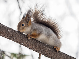 The squirrel sits on a branches without leaves in the winter or autumn