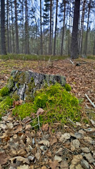 A wild stump grows in the forest. The stump is covered with green moss.
