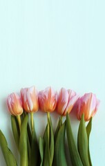 Pink tulips on a light blue background with space for text. Background for a greeting card. The background.