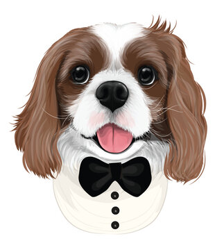 Groom cavalier puppy in tuxedo