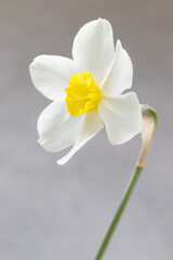 Fototapeta premium White narcissus with a yellow center. Narcissus head. Close-up