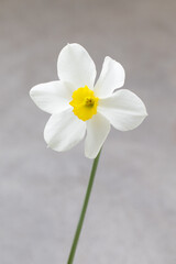 Beaty in nature. White narcissus with a yellow center. Narcissus head. Close-up
