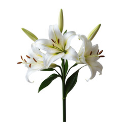 Fototapeta premium White Lily Flowers and Buds with Green Leaves, Isolated on Transparent Background.