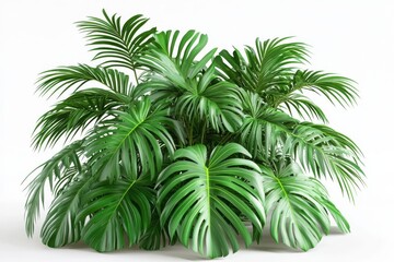 Fototapeta premium 3D Green Palm Tree Isolated and White Background