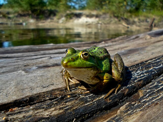 a green frog sits on a tree near the shore
